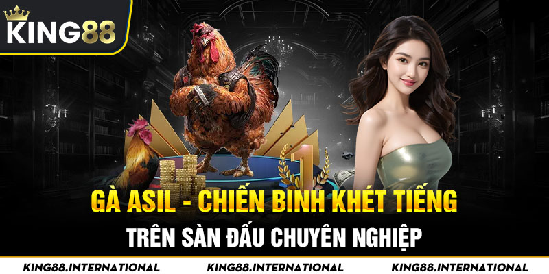 Gà Asil - Chiến Binh Khét Tiếng Trên Sàn Đấu Chuyên Nghiệp